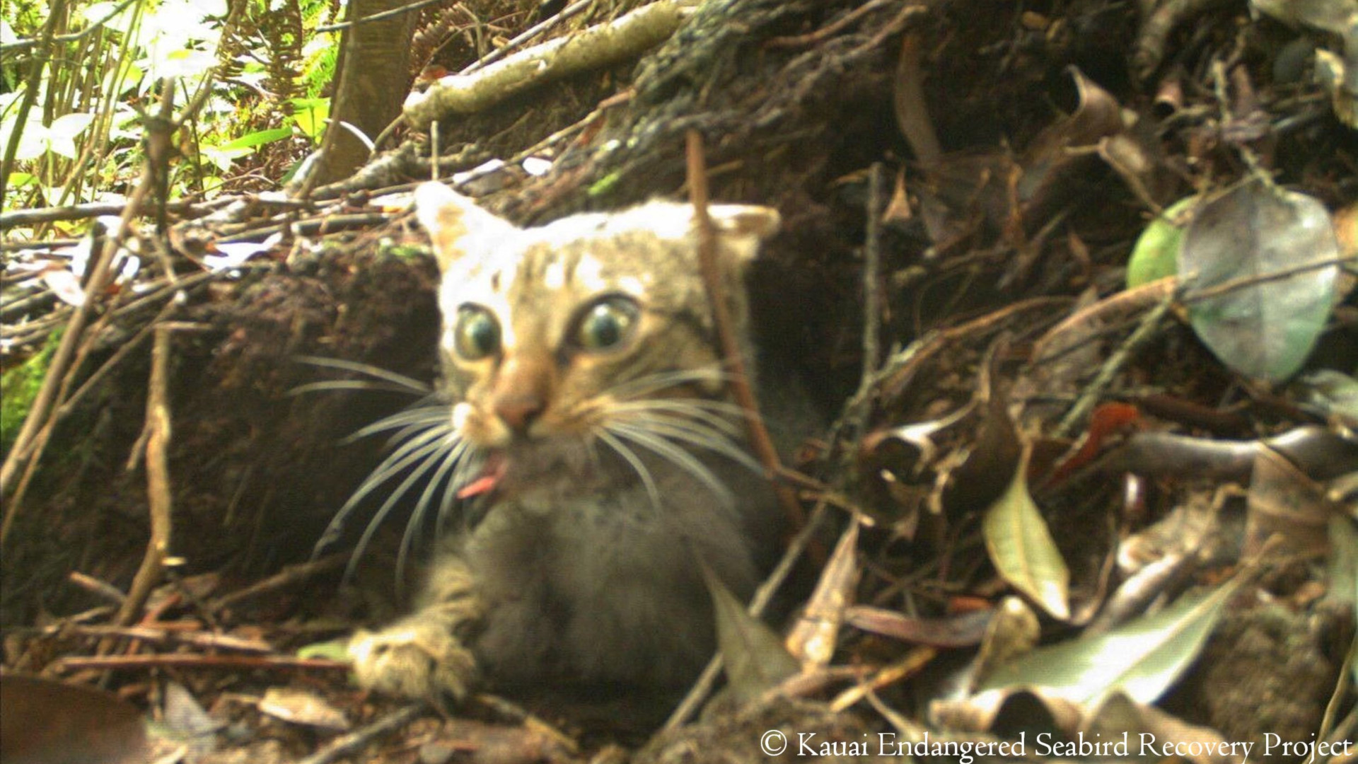 Hawaii’s Invasive Predator Catastrophe • The Revelator