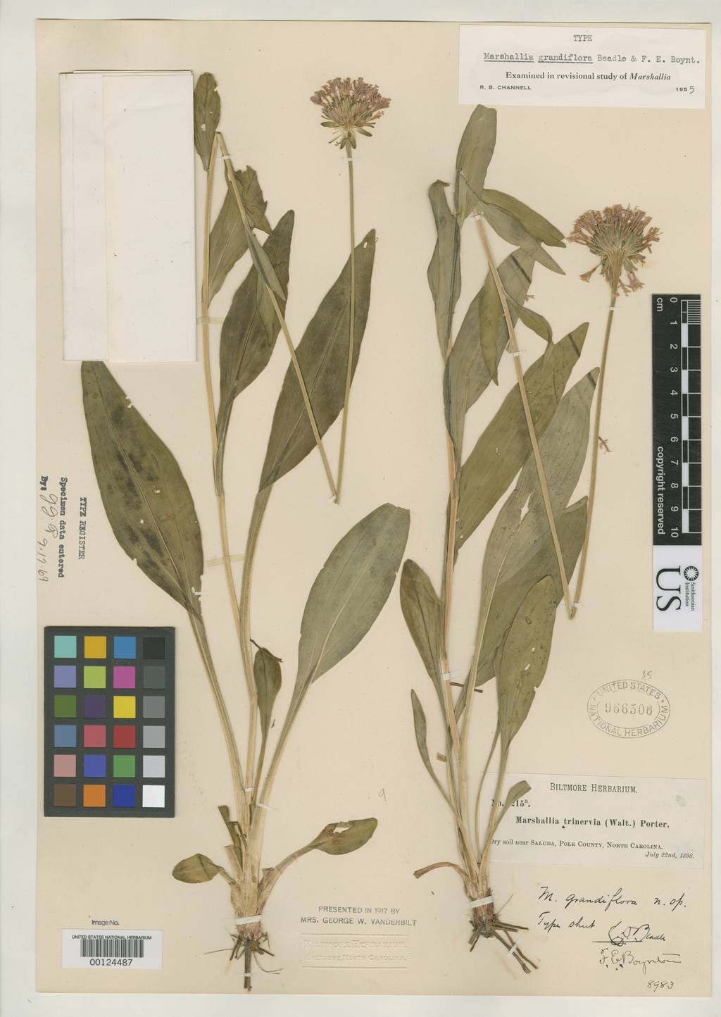 Marshallia grandiflora