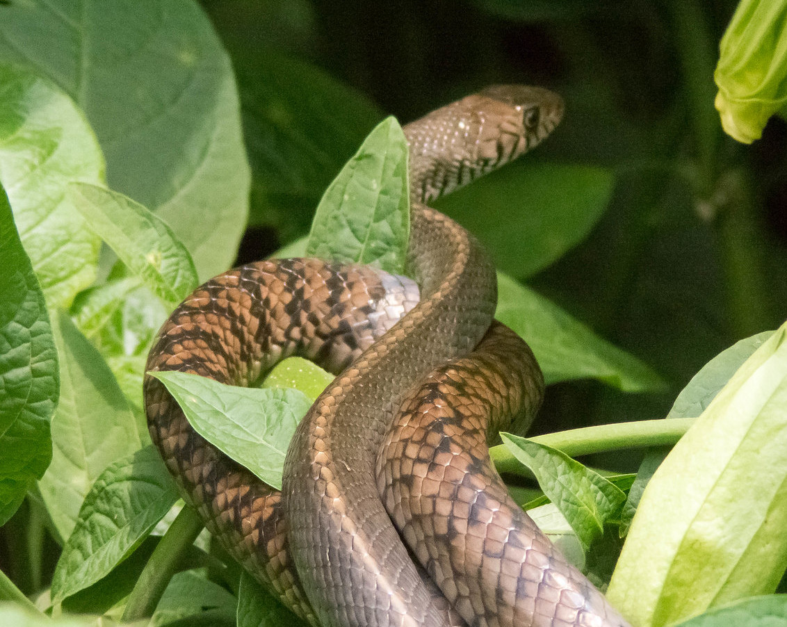 Oriental rat snake