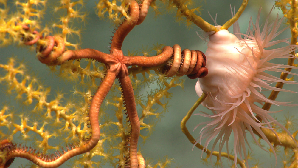 red brittle star and pinkish anemone in Paramuricea coral bush