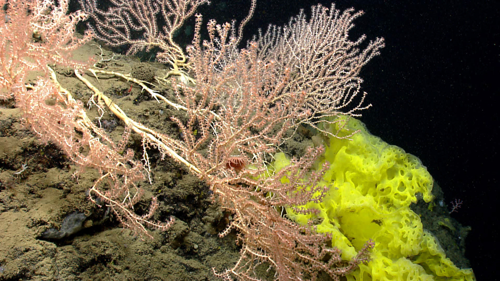Octocoral