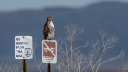 Hawk sits on top of sign