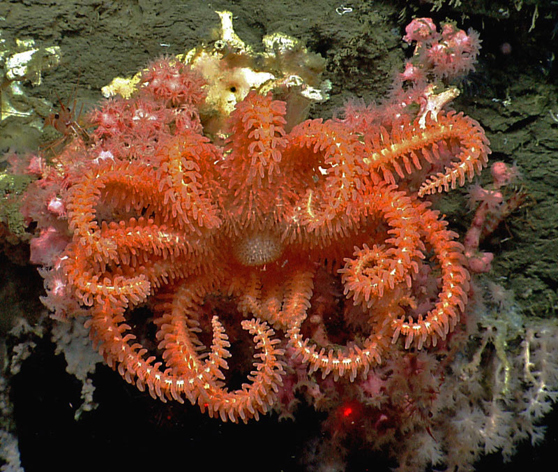 Brisingid Sea Star