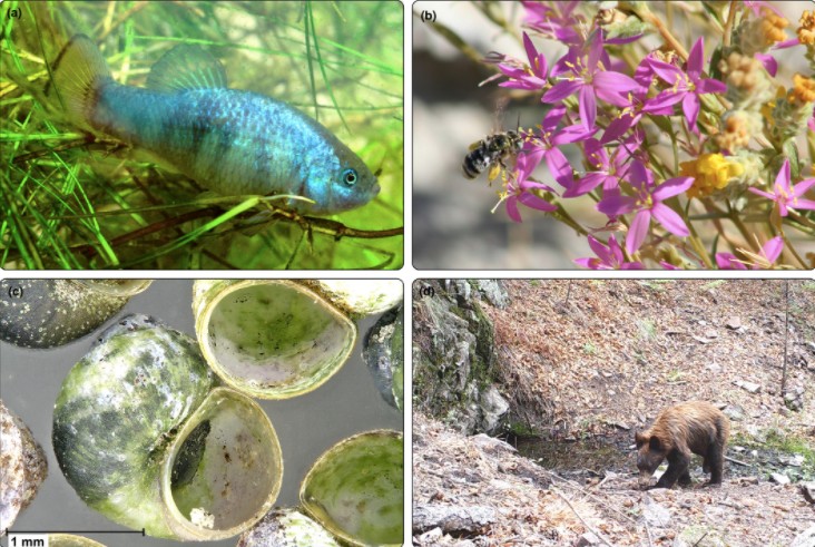 Four species using freshwater resources