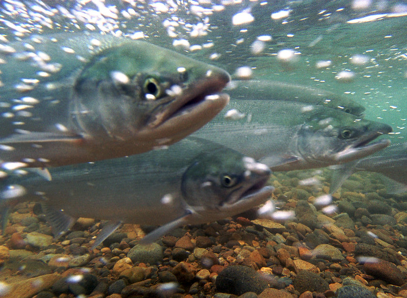 salmon under water