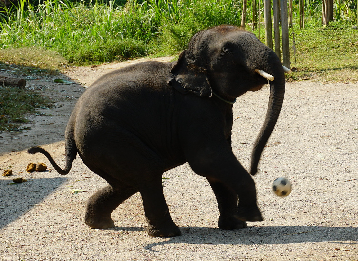 Elephant soccer