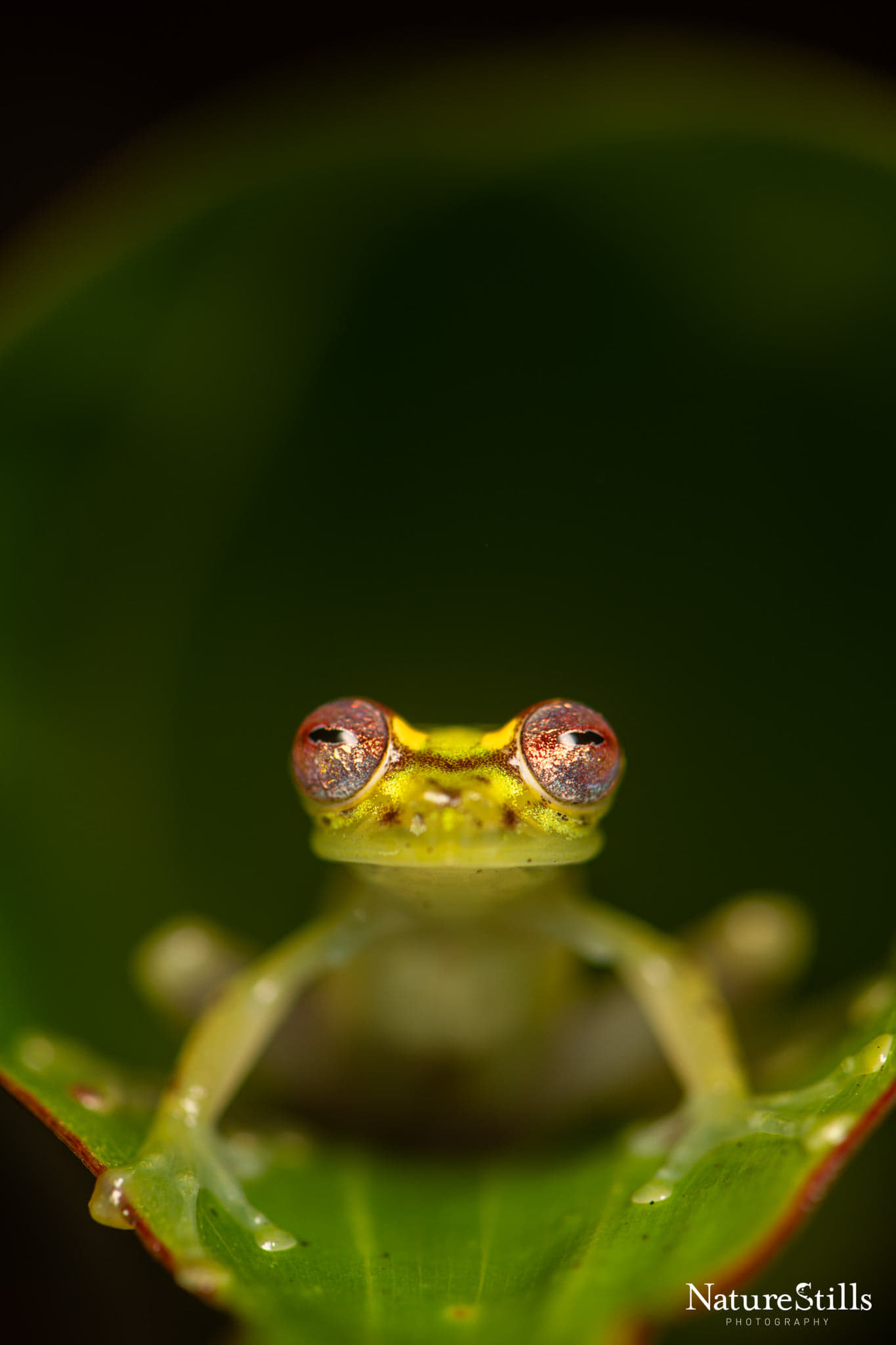 Mindo glassfrog