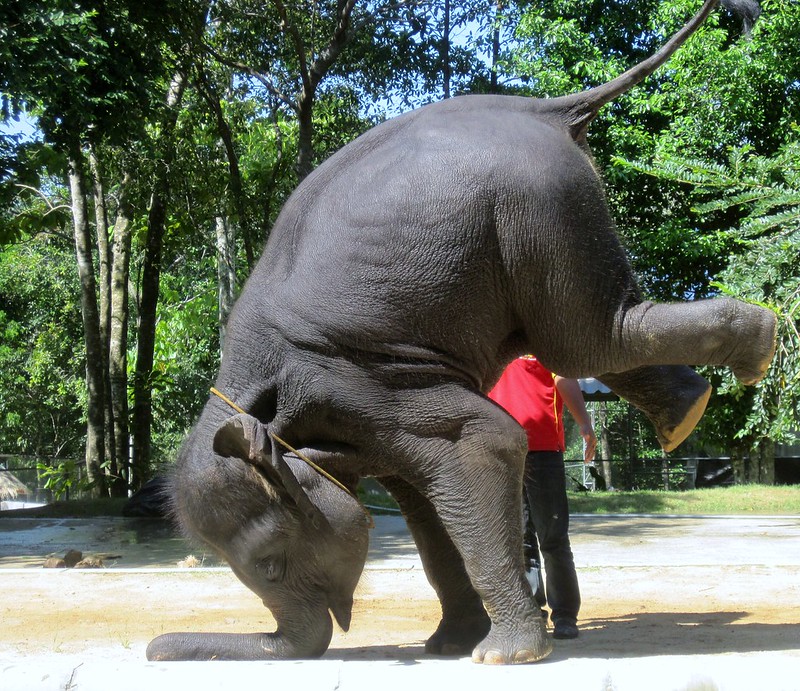 Performing elephant