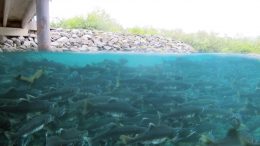 hundreds of salmon swimming