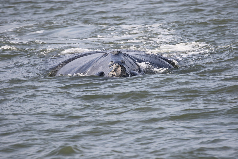 whale skimming the water's surface