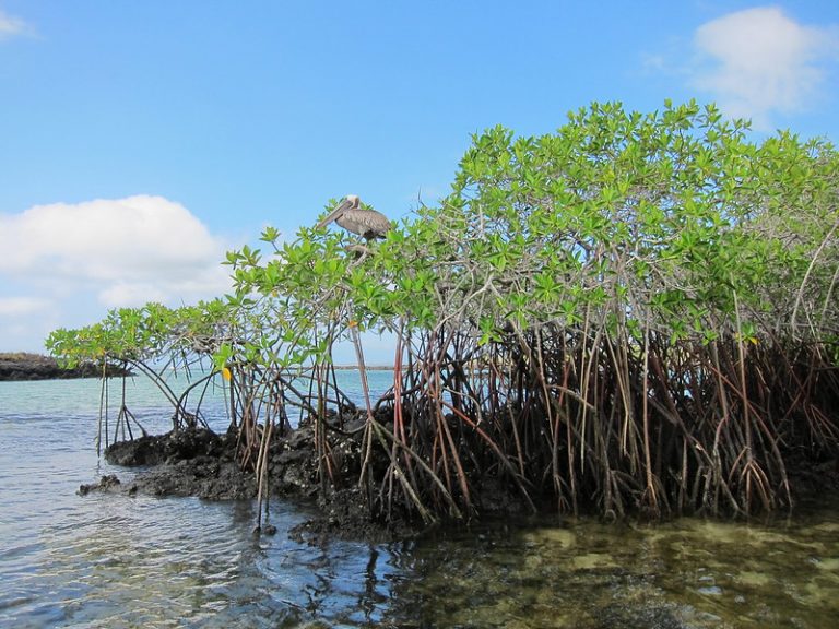 Mangroves Could Help Save Us From Climate Change. Climate Change Is ...