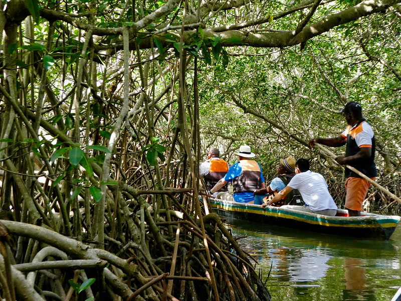 Mangroves Colombia