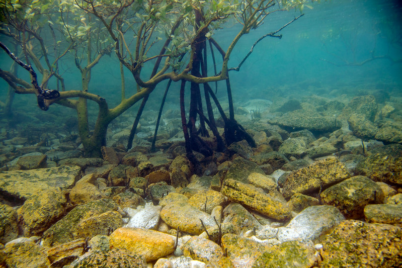 Mangroves underwater