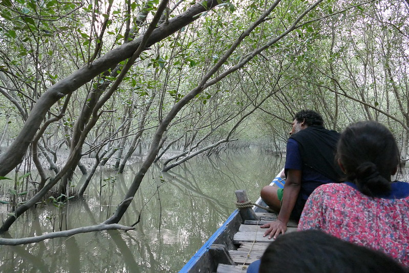 Magroves Sunderbans