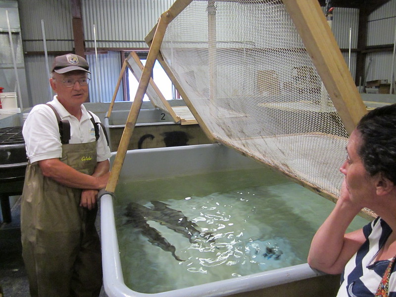 Salmon hatchery