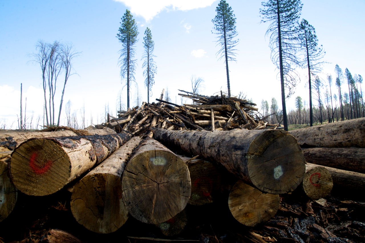 Cut trees on the ground