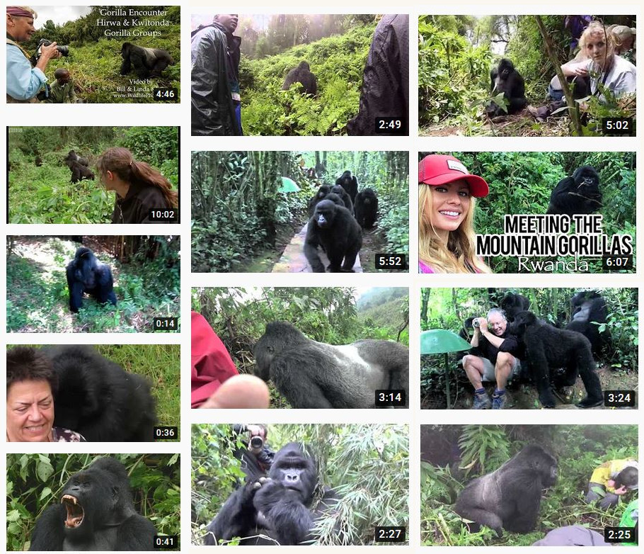 gorillas YouTube