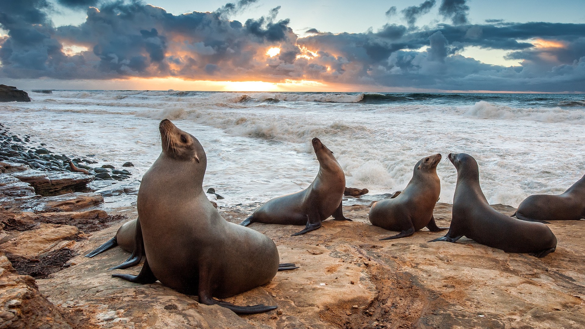 sea lions on rocks
