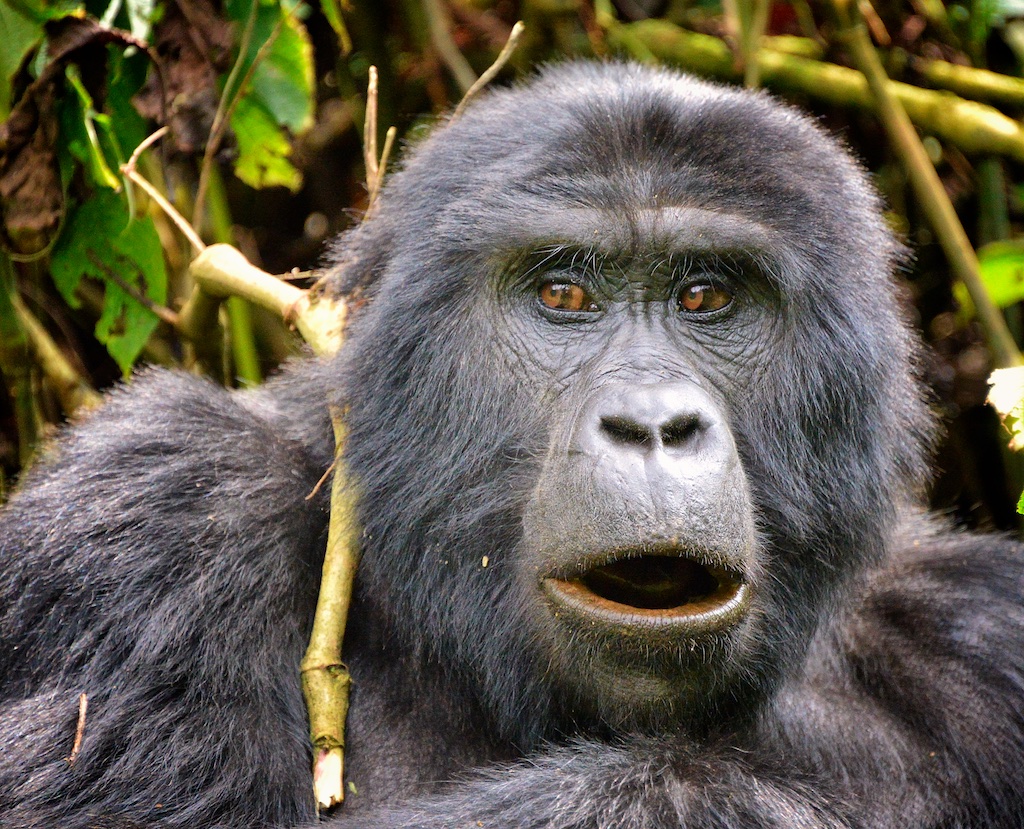 mountain gorilla