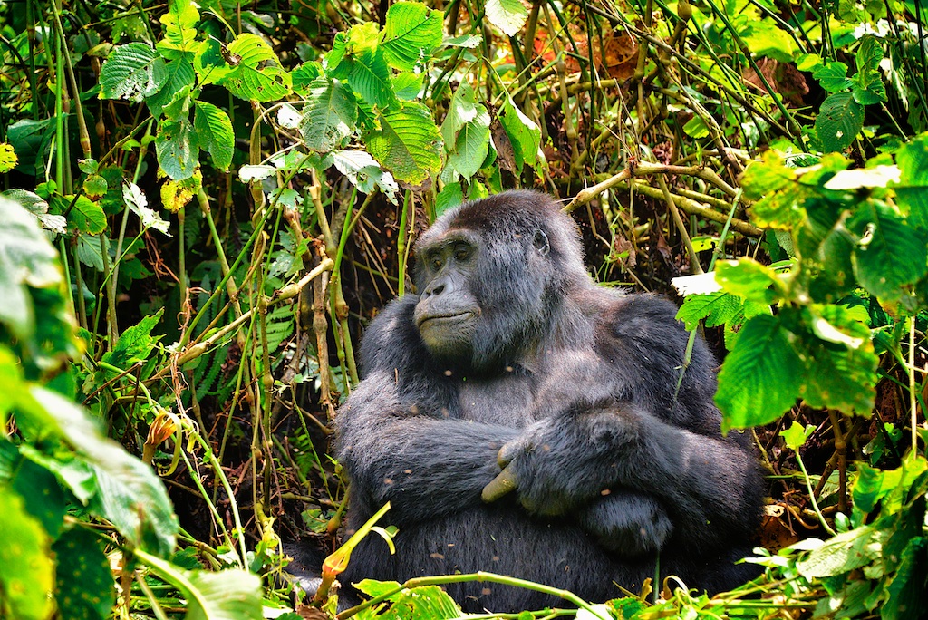 mountain gorilla