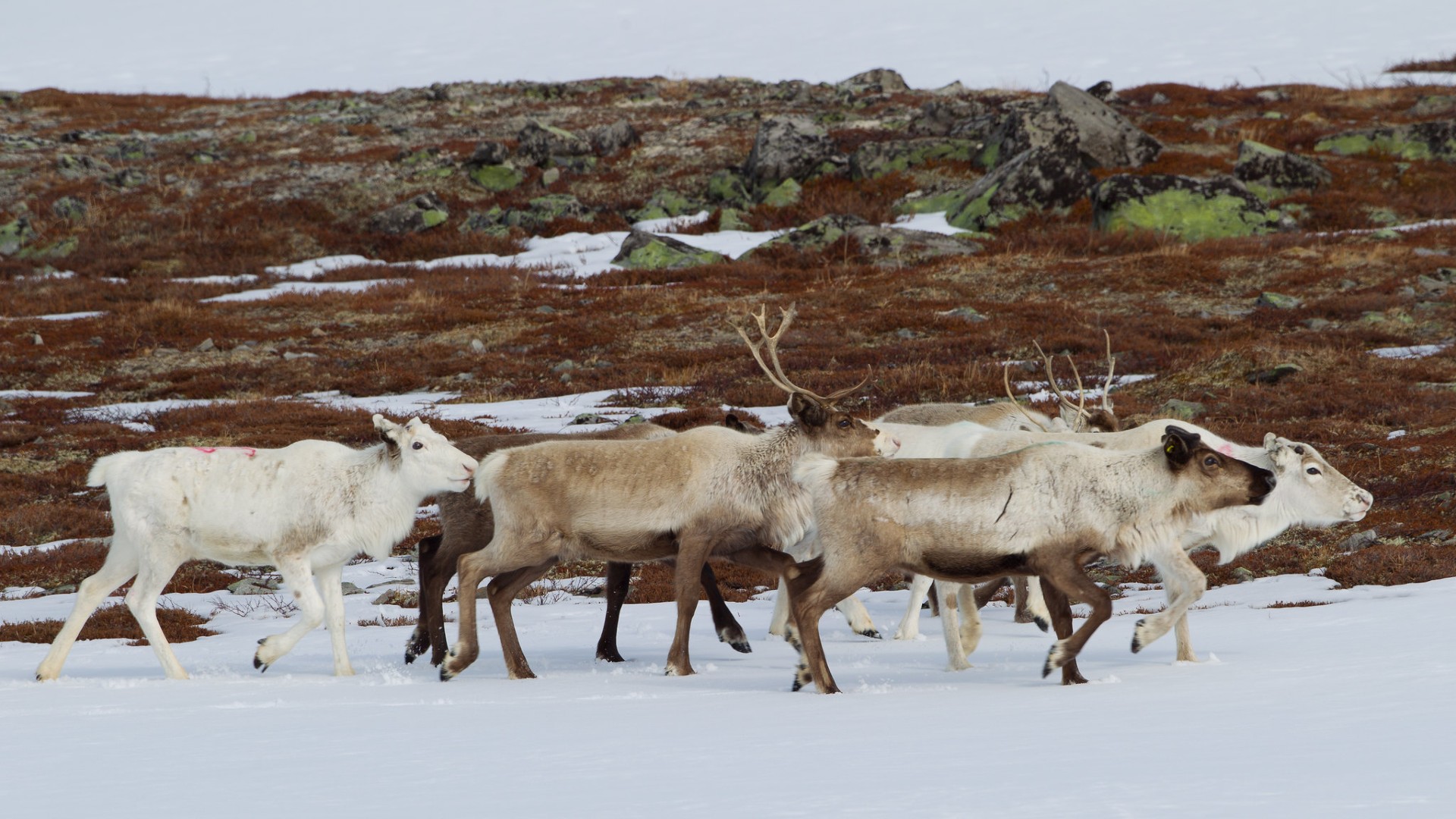 An Antidote to Despair: New Book Shares Stories of Ecological ...