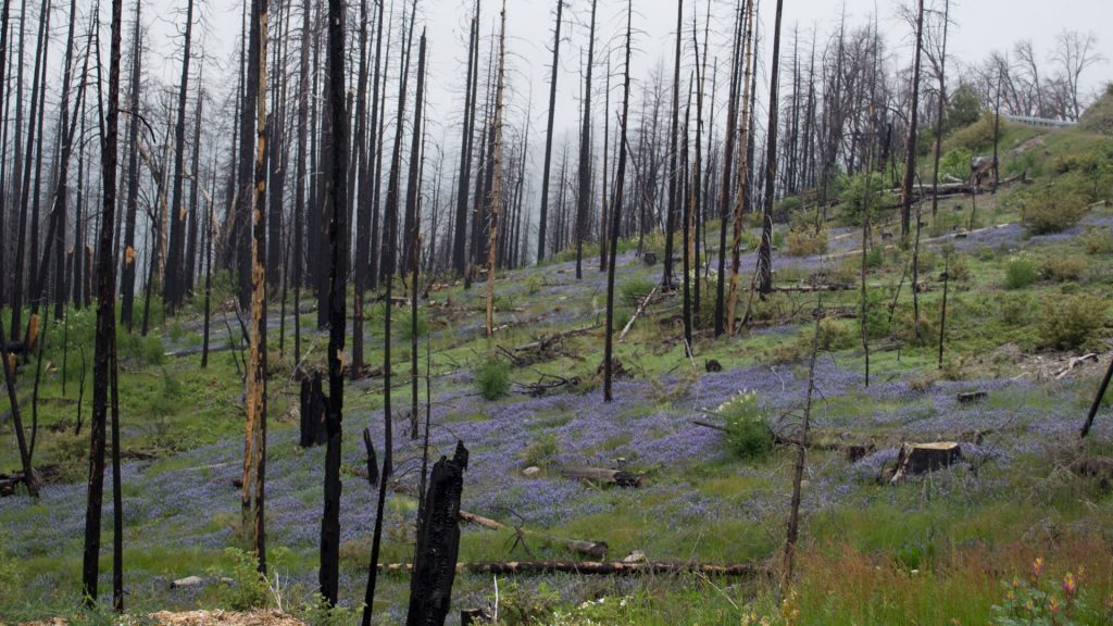 wildfires and other plants on forest floor