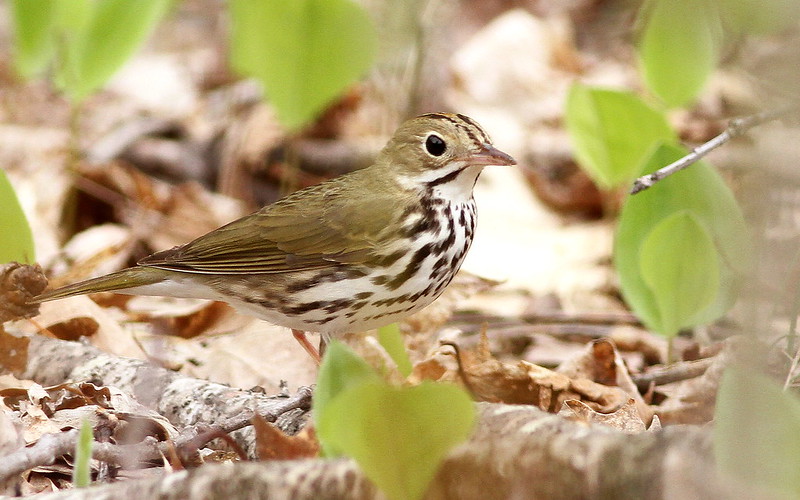 Ovenbird on forest floor