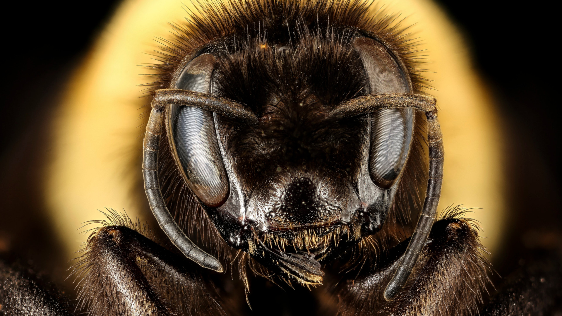 Bombus affinis