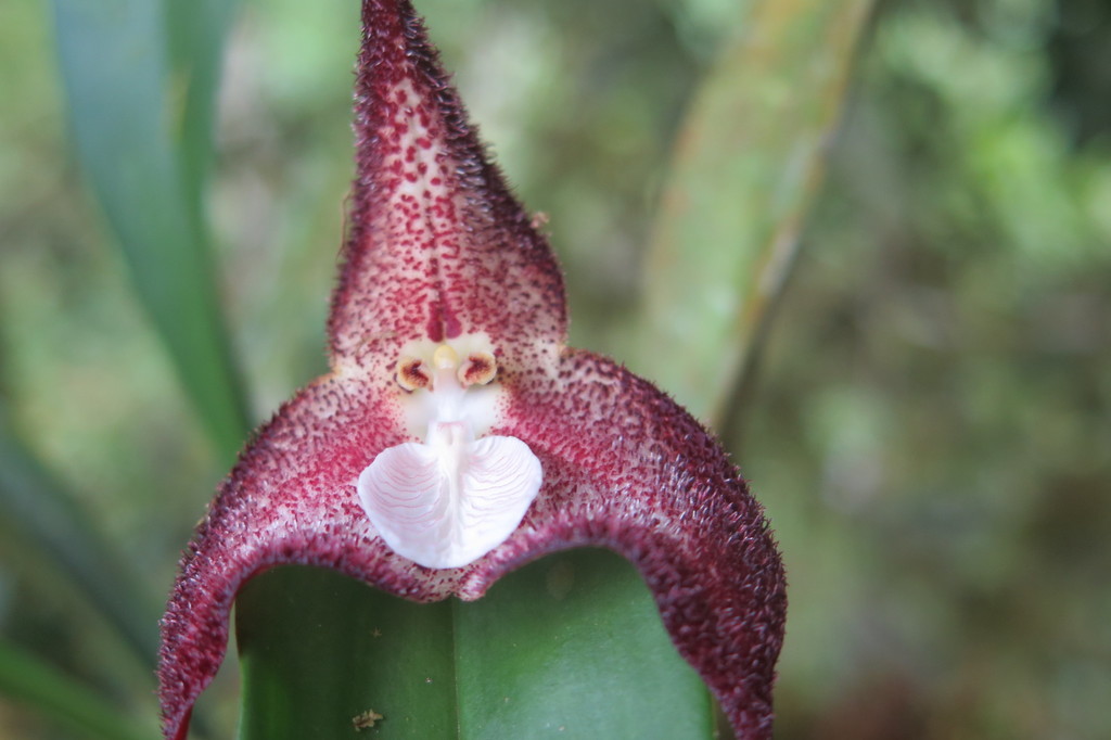 Dracula orchid