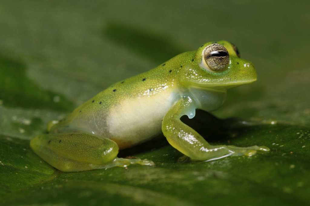 emerald glass frog