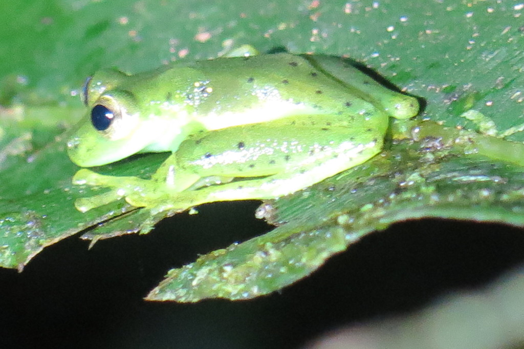 Emerald glass frog