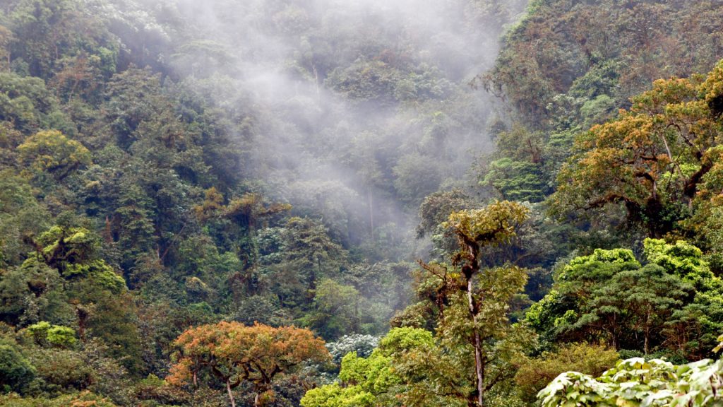 Los Cedros cloud forest