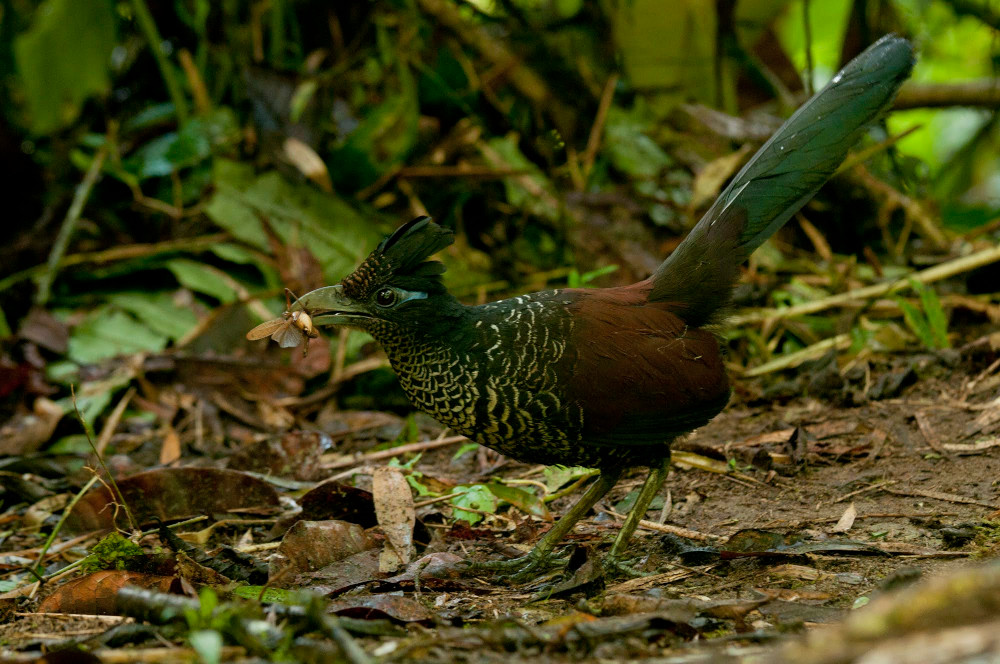 banded ground-cuckoo 