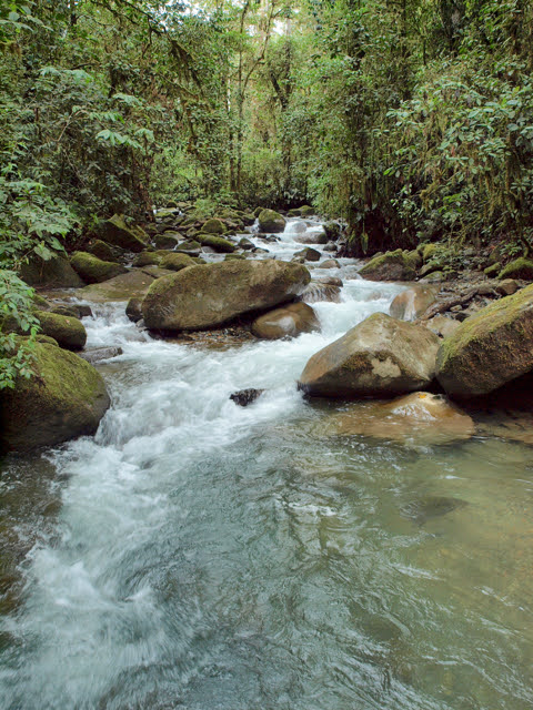 Rio Los Cedros