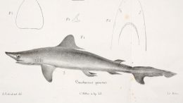 smalltail shark