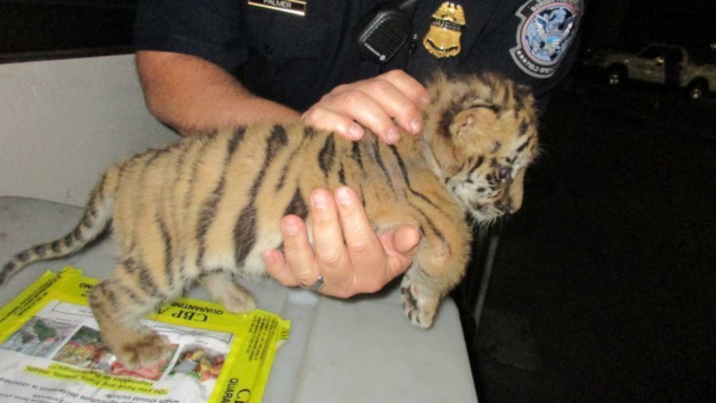 rescued tiger cub