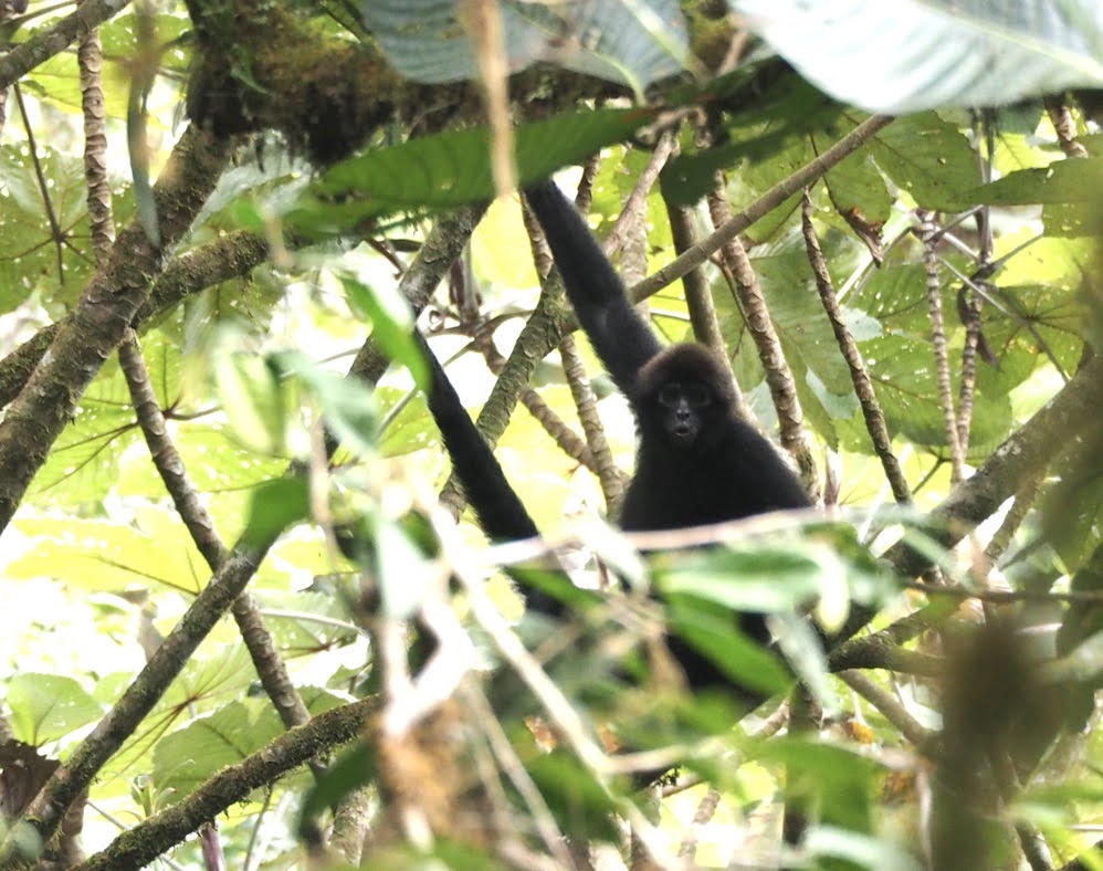 Brown-haired spider monkey