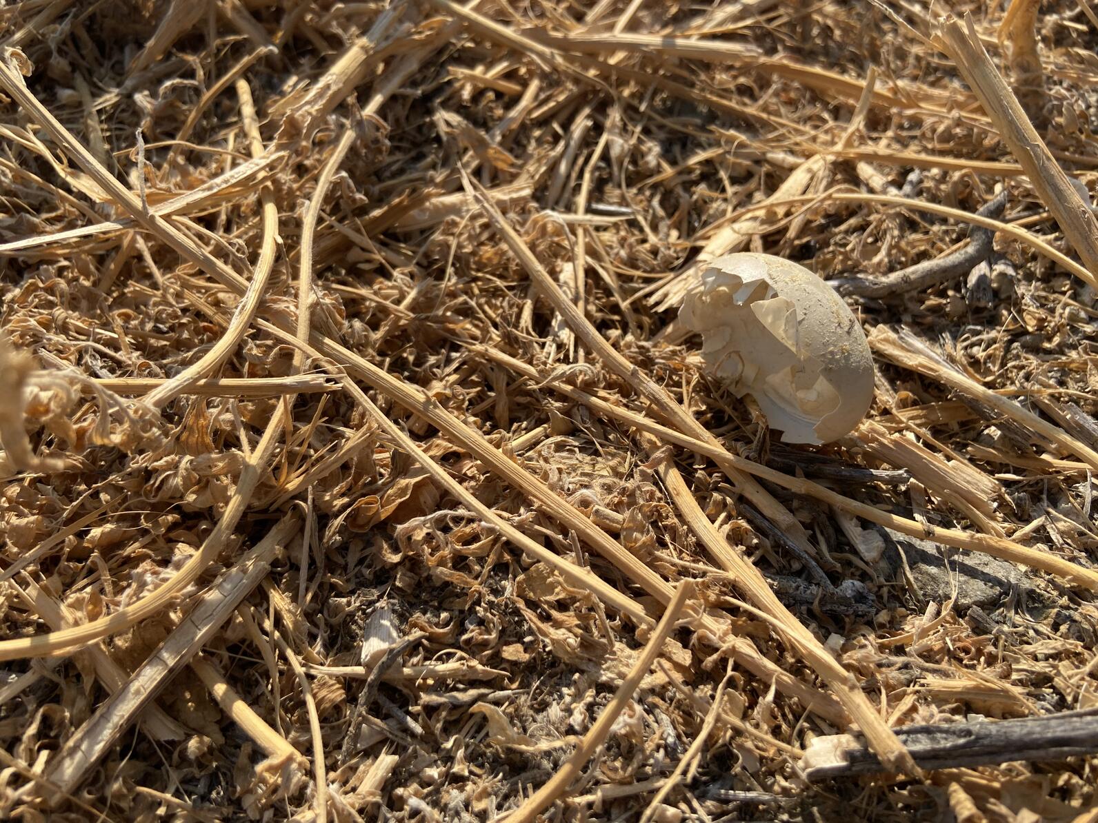 Egg shell on the ground