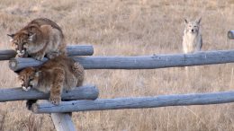 two mountain lions on a fence