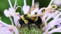 An endangered rusty patched bumble. Photo: Jull Utrup/USFWS