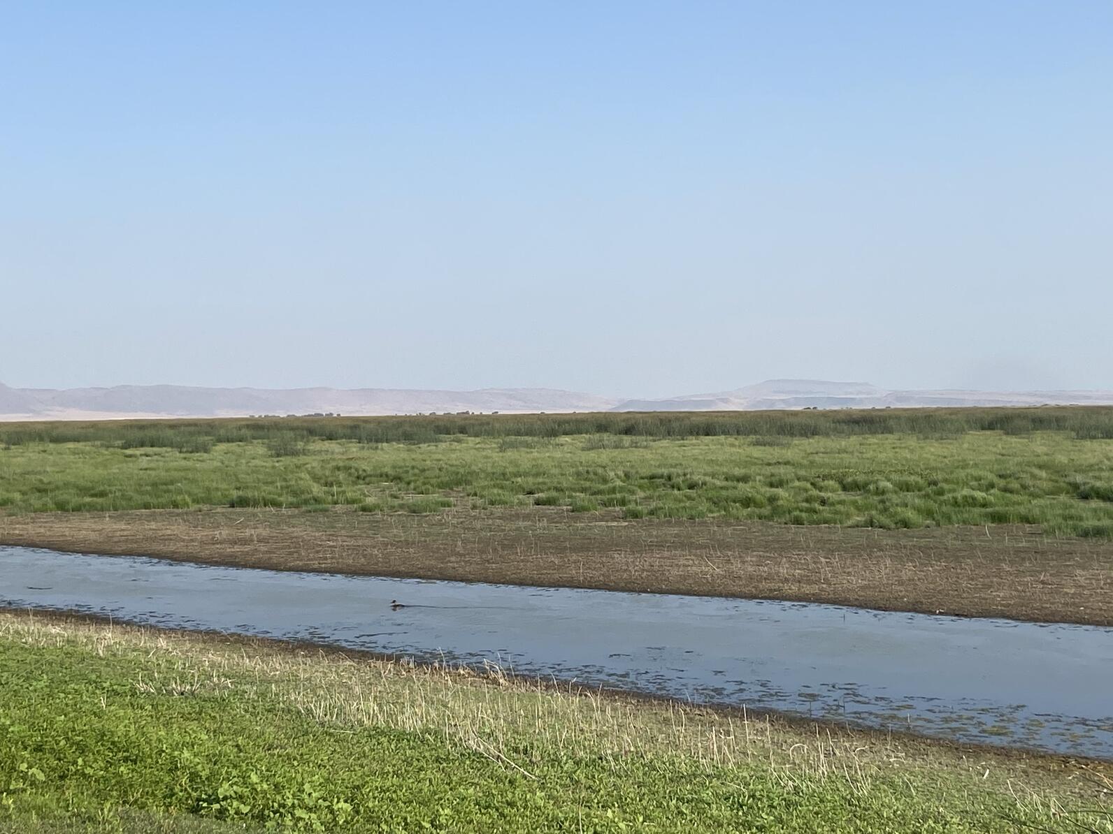 small strip of water in field