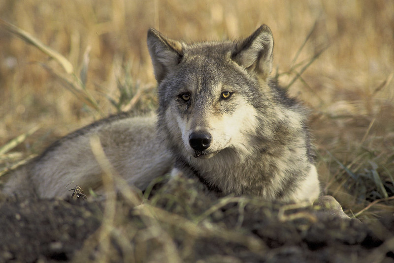 Wolf laying down.