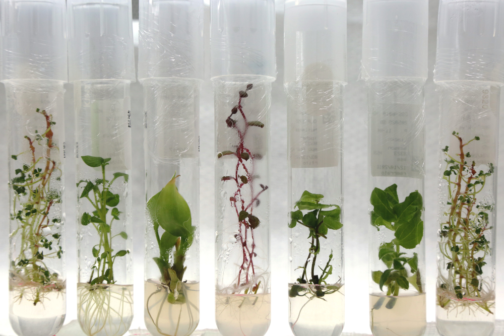 potato genebank