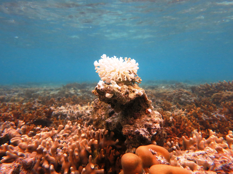 Coral bleaching