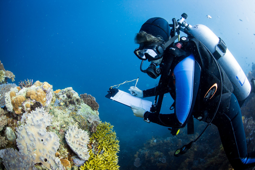 clipboard coral