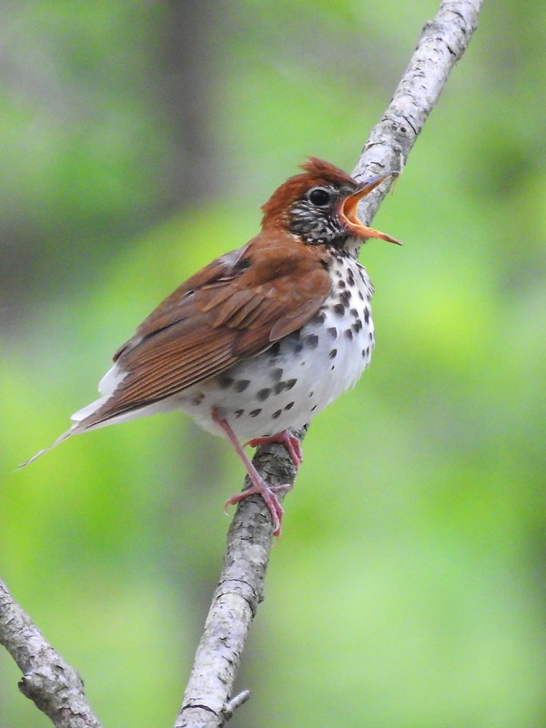 wood thrush