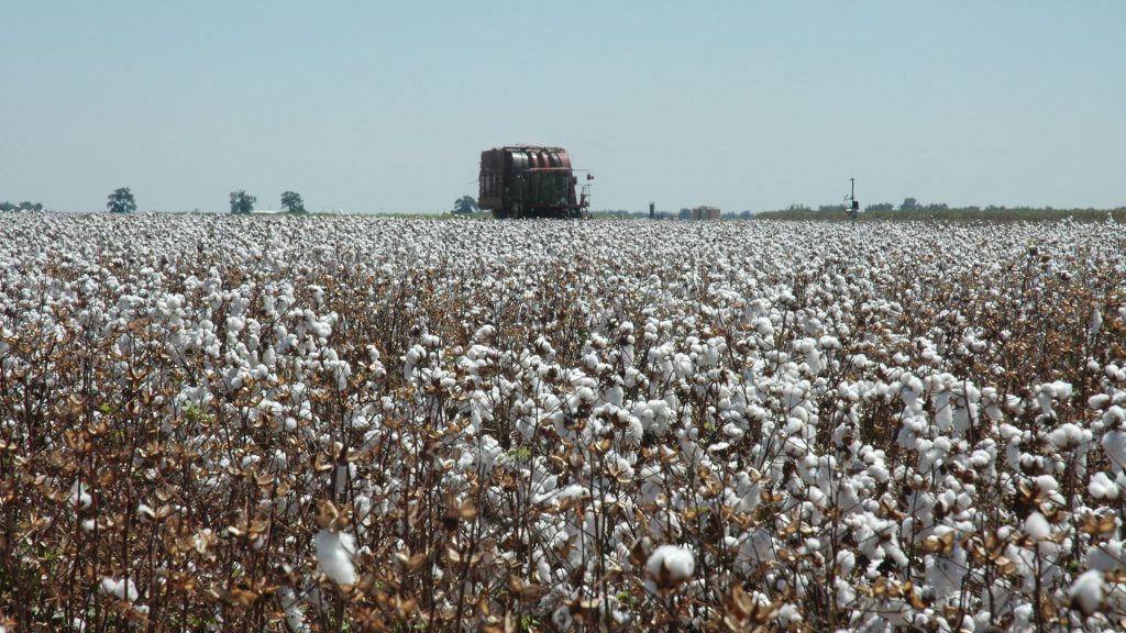 cotton growing