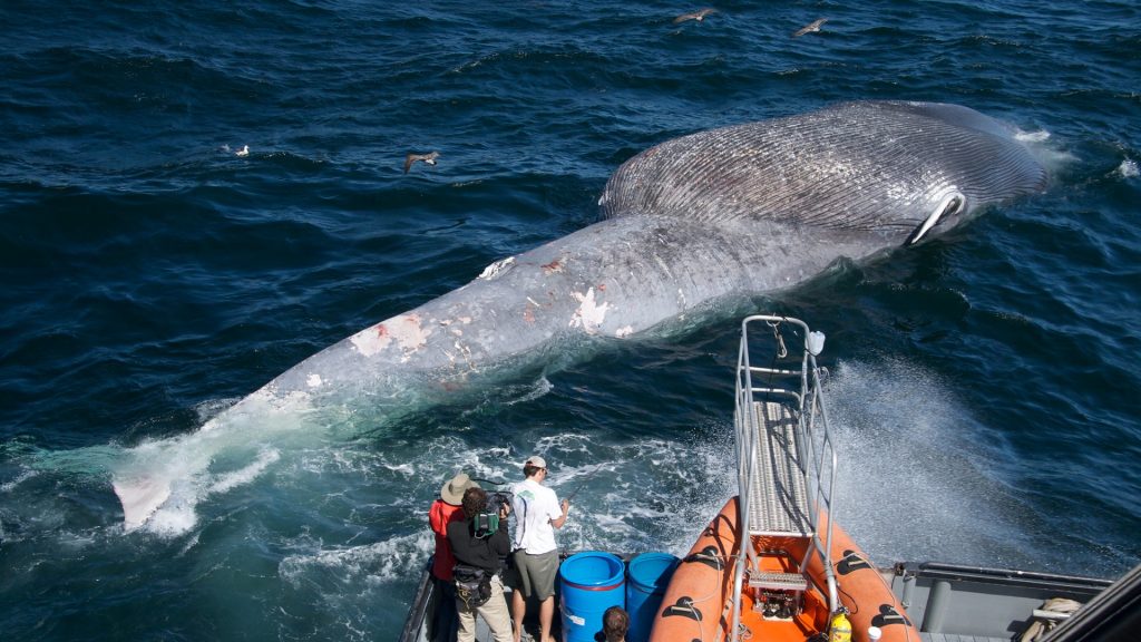 dead whale in water