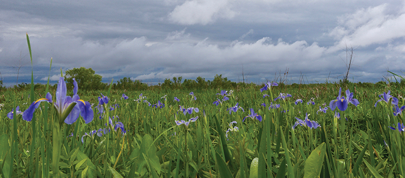 flowering iris