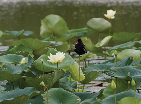 Red-wing blackbird on iris